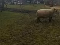 Ovan, Shroshire sheep — fotografija 1