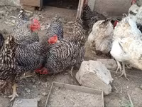 Chickens — fotografija 1