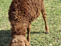Sheep (batch, sex not specified), Sheep — photo 2