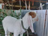 Козел, Kamori goats — фото 4