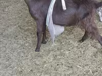 Jarac, LaMancha goats — fotografija 5