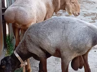 Ovan, Ordabasy sheep — fotografija 1