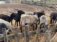 Schaf, Racka sheep — Foto 7