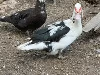 Ducks — fotografija 5