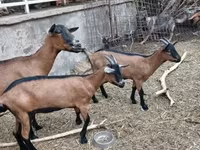 Koza, Alpine goat — zdjęcie 4