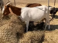 Cabra, Boer goat — foto 2