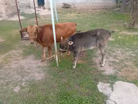 雌牛, Swiss cattle — 写真 4