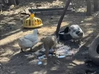 Ducks — zdjęcie 2
