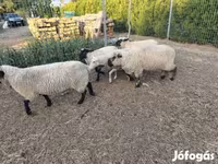 نعجة, German Blackheaded Mutton sheep — الصورة 3