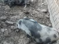 मादा सूअर, सूअर — फ़ोटो 5