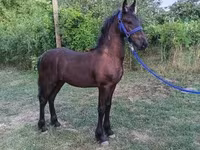 公马, Friesian — 照片 2
