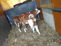 ثور, Simmental cattle — الصورة 1