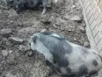 Locha, Świnie — zdjęcie 5