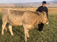 Sigir, Swiss cattle — 5-rasm
