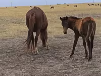 Yegua, Horse breed — foto 2