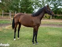 Caballo, Caballos — foto 2