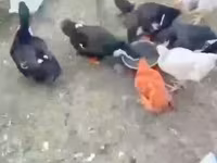 Ducks — الصورة 3