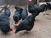 Australorp — fotografija 4