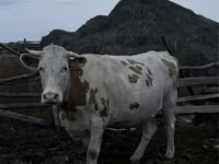 Сиыр, Simmental cattle — 2-сурет