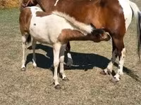Horse (M), Horses — photo 5