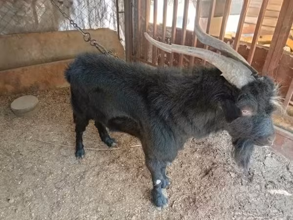 雄ヤギ, Nubian Goat
