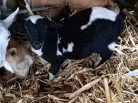 Carnero, Dorper sheep — foto 5