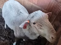 公羊, Merino sheep — 照片 1