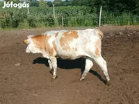 بقرة, Simmental cattle — الصورة 6