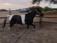 घोड़ी, Appaloosa — फ़ोटो 5