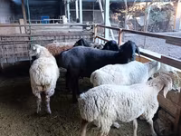 Ovca, Rhon sheep — fotografija 6