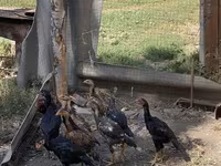 Chickens — fotografija 4