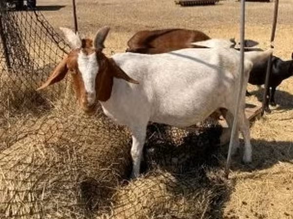 Коза, Boer goat