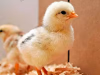 Adler Silver — fotografija 4