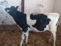بقرة, Russian Black pied cattle — الصورة 4