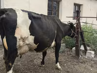 Cow, Russian Black pied cattle — photo 3