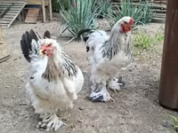 Brahma — foto 6