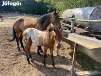 Pastuv, Appaloosa — fotografija 7