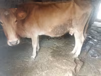 Cow, Cattle — photo 3