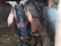 公山羊, Nubian Goat — 照片 8