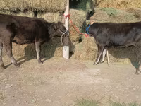 Cow, Alatau breed — photo 5