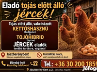 danska kokoš — fotografija 3