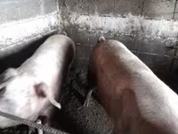 Locha, Świnie — zdjęcie 6