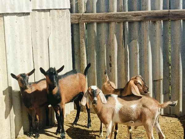 Jarac, Nubian Goat
