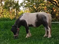 母马, Shetland Pony — 照片 2