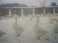Geese — fotografija 3