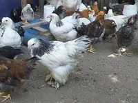 Brahma — photo 2