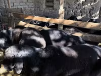 Вівці (партія, стать не вказано), Вівці — фото 1