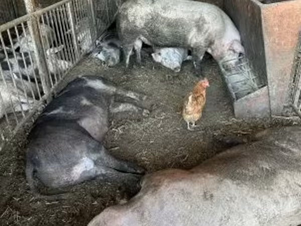 सूअर (लॉट, लिंग निर्दिष्ट नहीं), सूअर