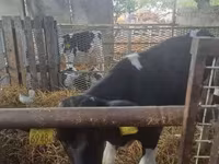 Bulle, Russian Black pied cattle — Foto 2
