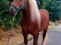 Caballo, Noriker — foto 3